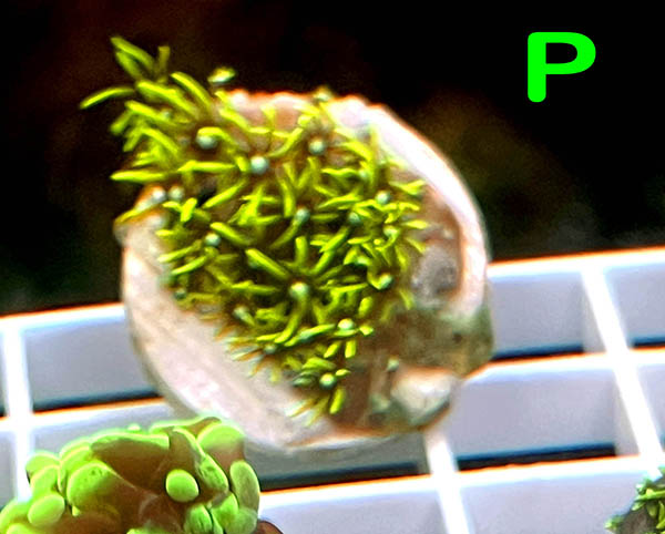 P_Frag.jpg