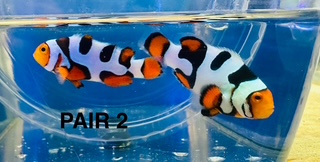 Pair 2.jpg