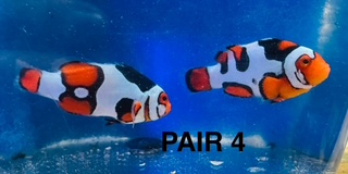 Pair 4.jpg