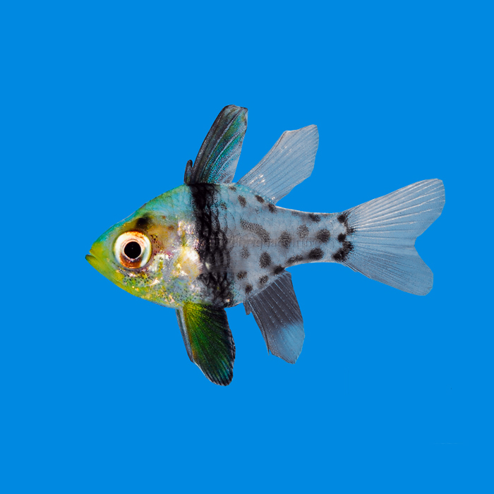 pajama-cardinalfish.jpg
