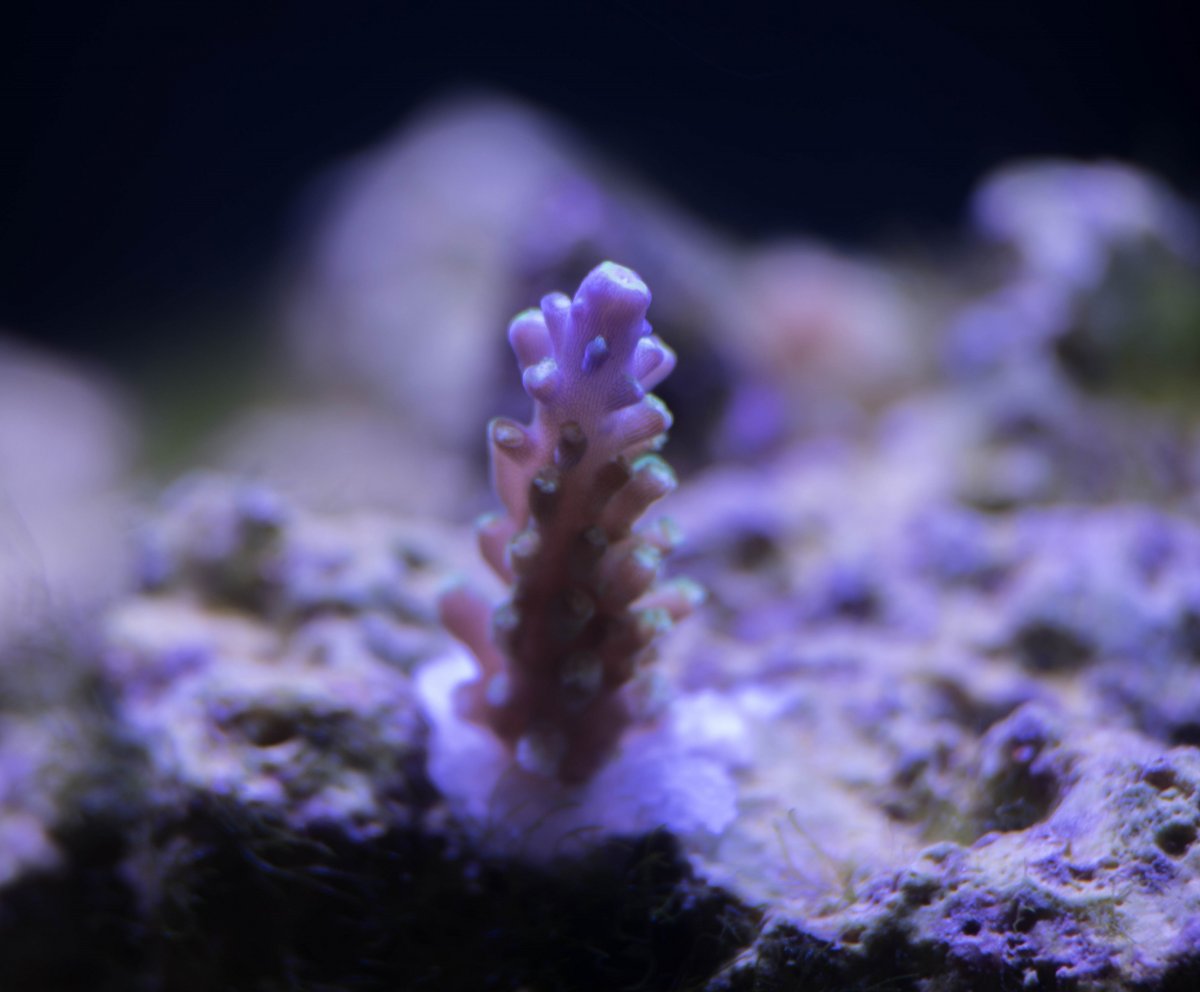 paletta pink tip.jpg
