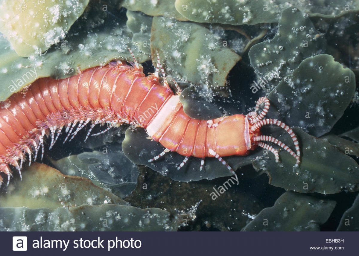 palolo-worm-eunice-torquata-EBHB3H.jpg