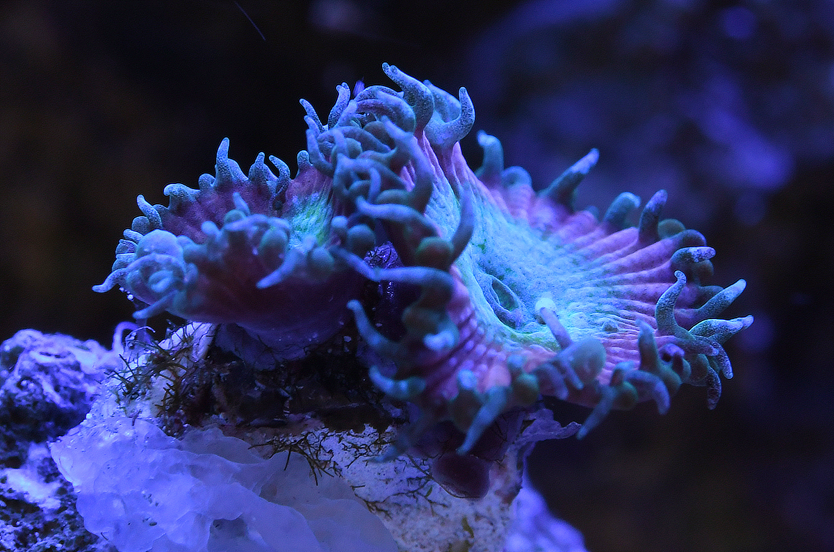 October, 2017 POTM Contest - Zoas & Palys | Page 7 | REEF2REEF ...