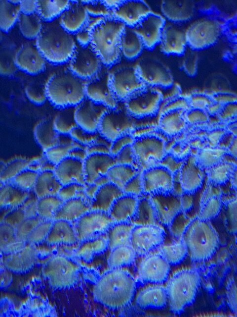 palyzoa1.jpeg