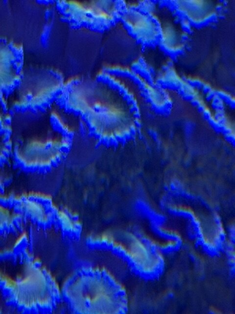 palyzoa3.jpeg