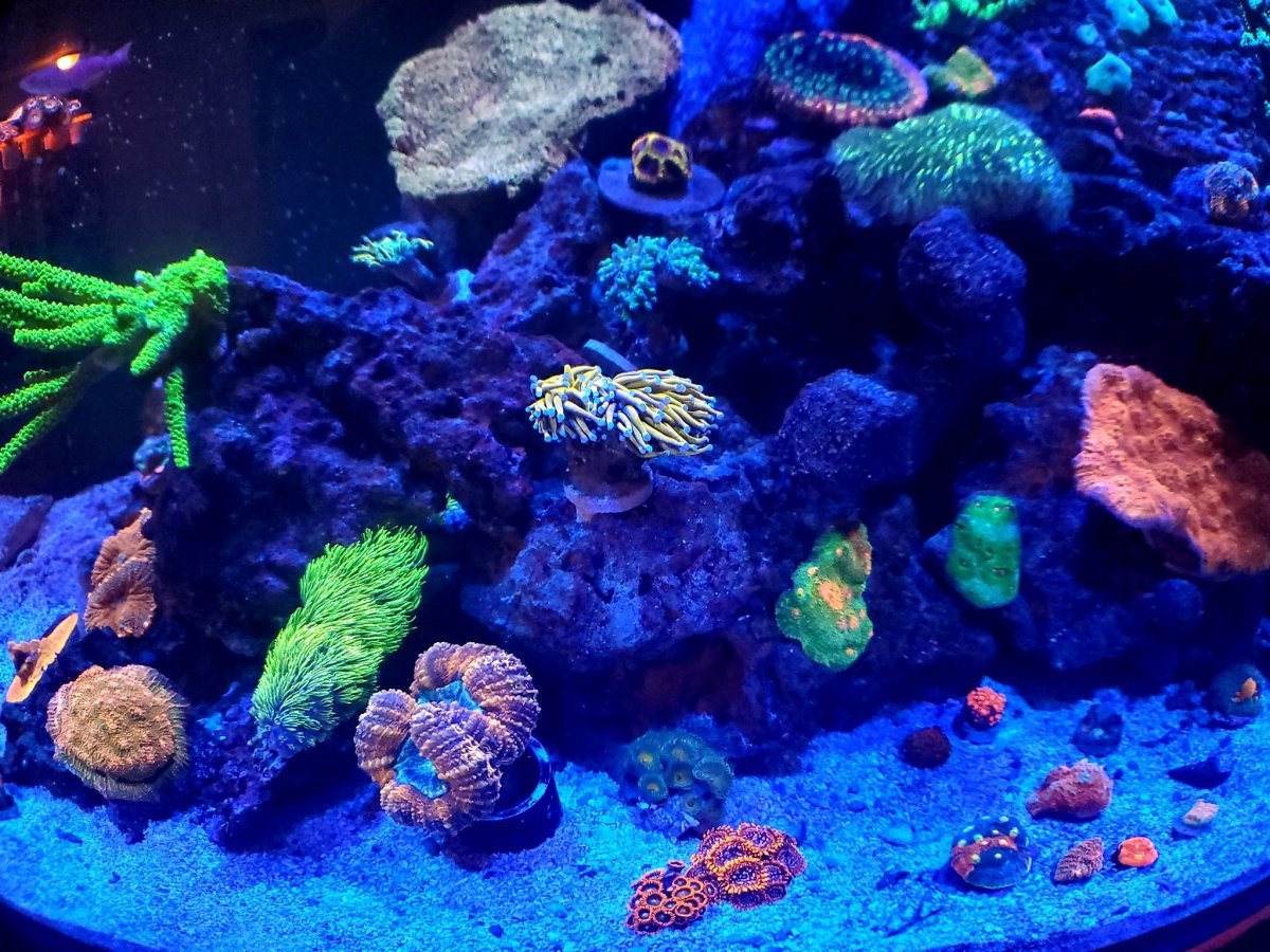 Panamas Reef 1.jpg