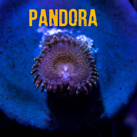 Pandora-(1-of-1).jpg