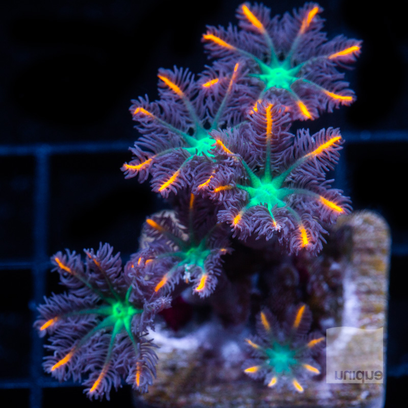 Papaya Clove Polyps 44 30.jpg