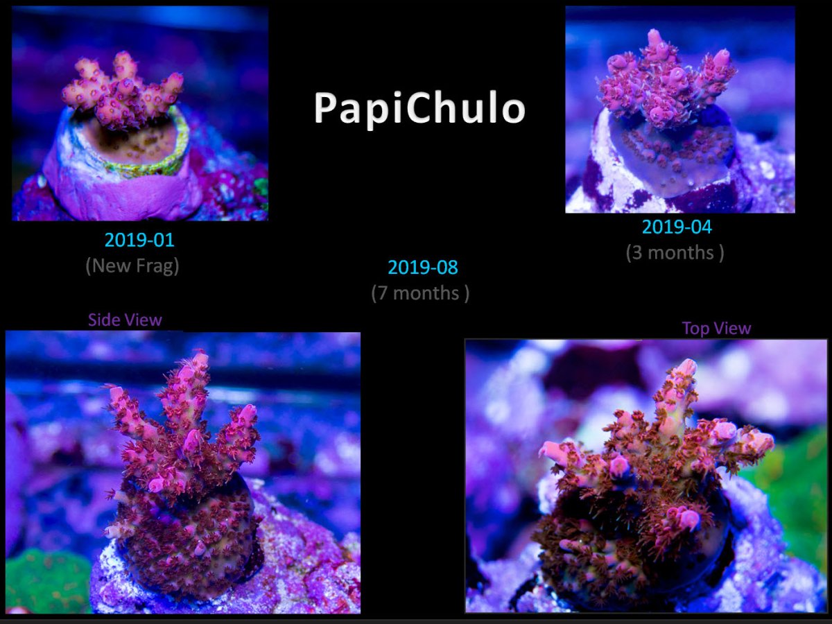 PapiChulo.jpg