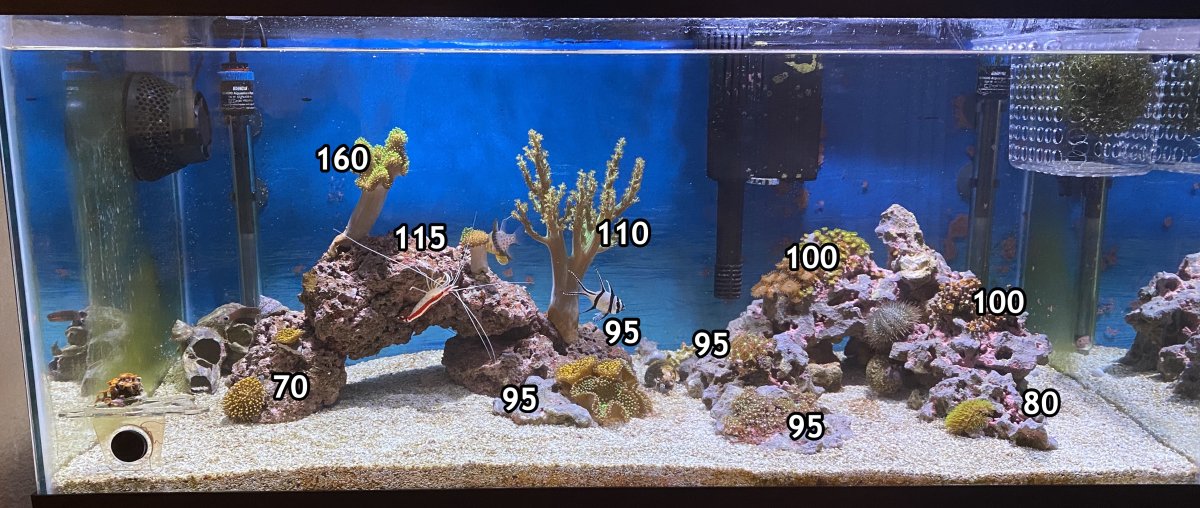 PAR at 55% BRS with Diffusers.JPG