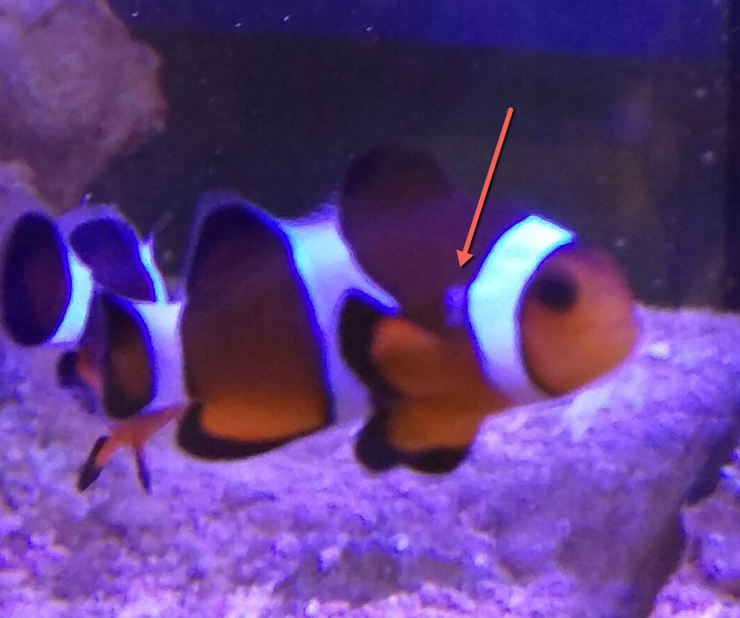 Parasite on Clownfish gill, lathargic, not hungry? | REEF2REEF Saltwater and Reef ...1054 x 880