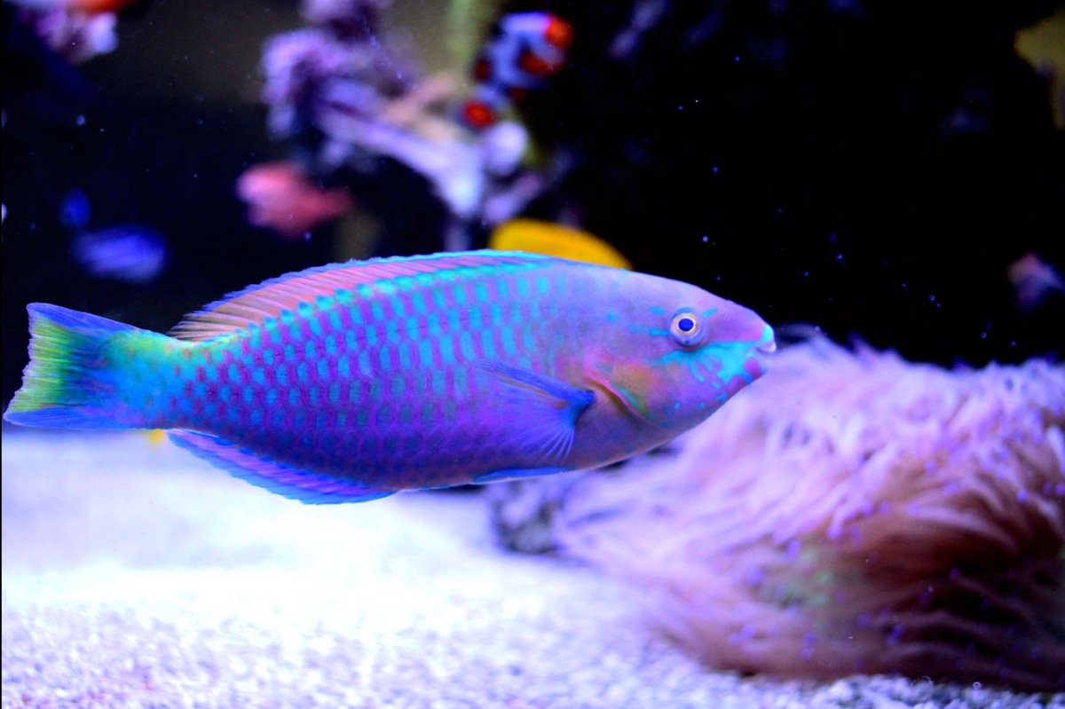 Parrot 1.JPG