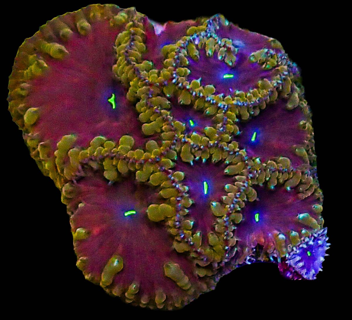 Lots of new Blastos on www.UltimateCorals.com | Reef2Reef