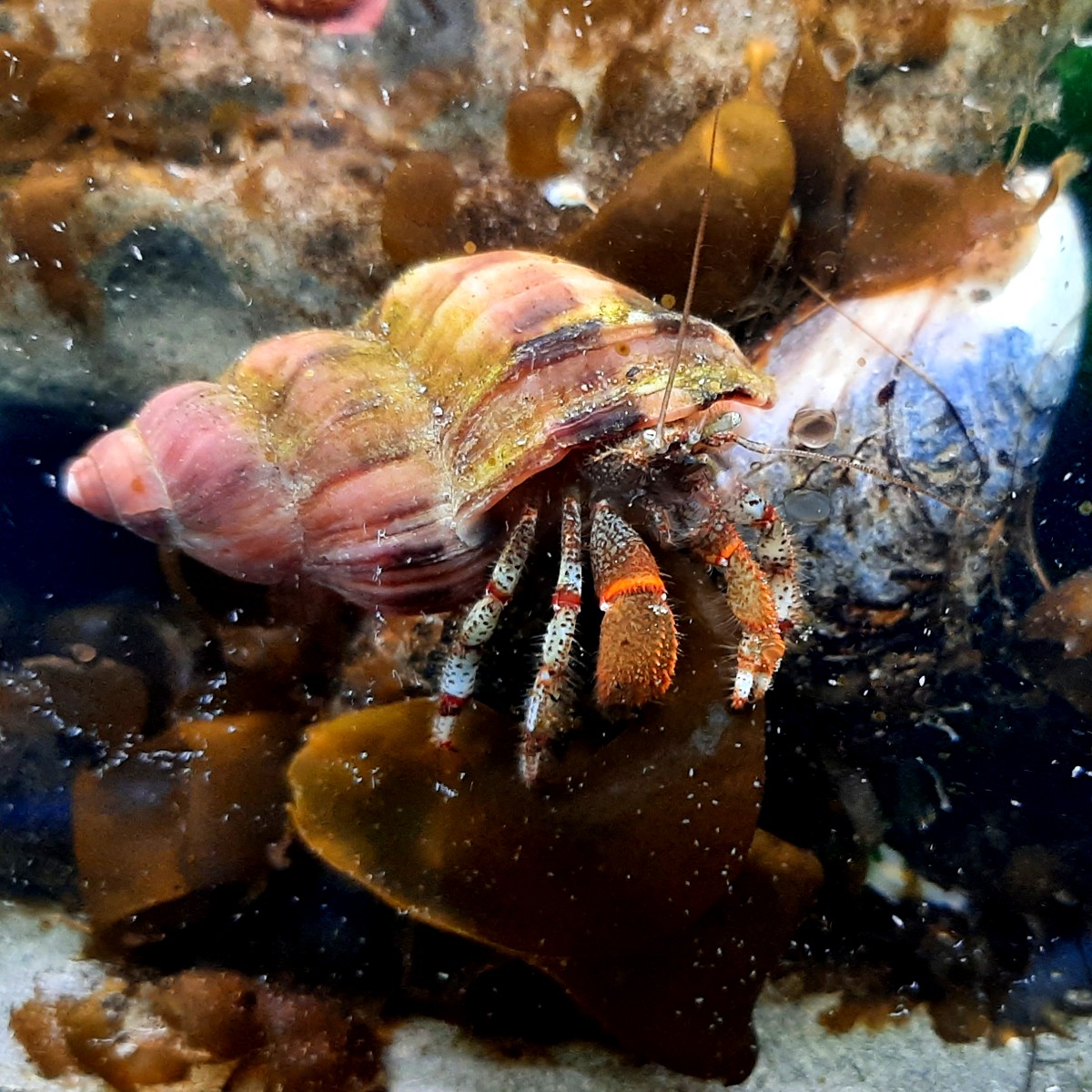 pberinganus.jpg