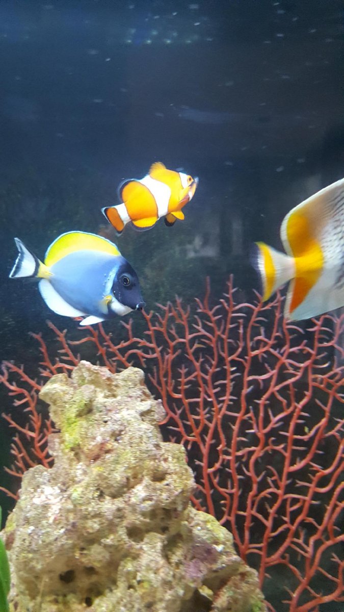 Ich? White Spots on Powder Blue Tang REEF2REEF Saltwater and Reef