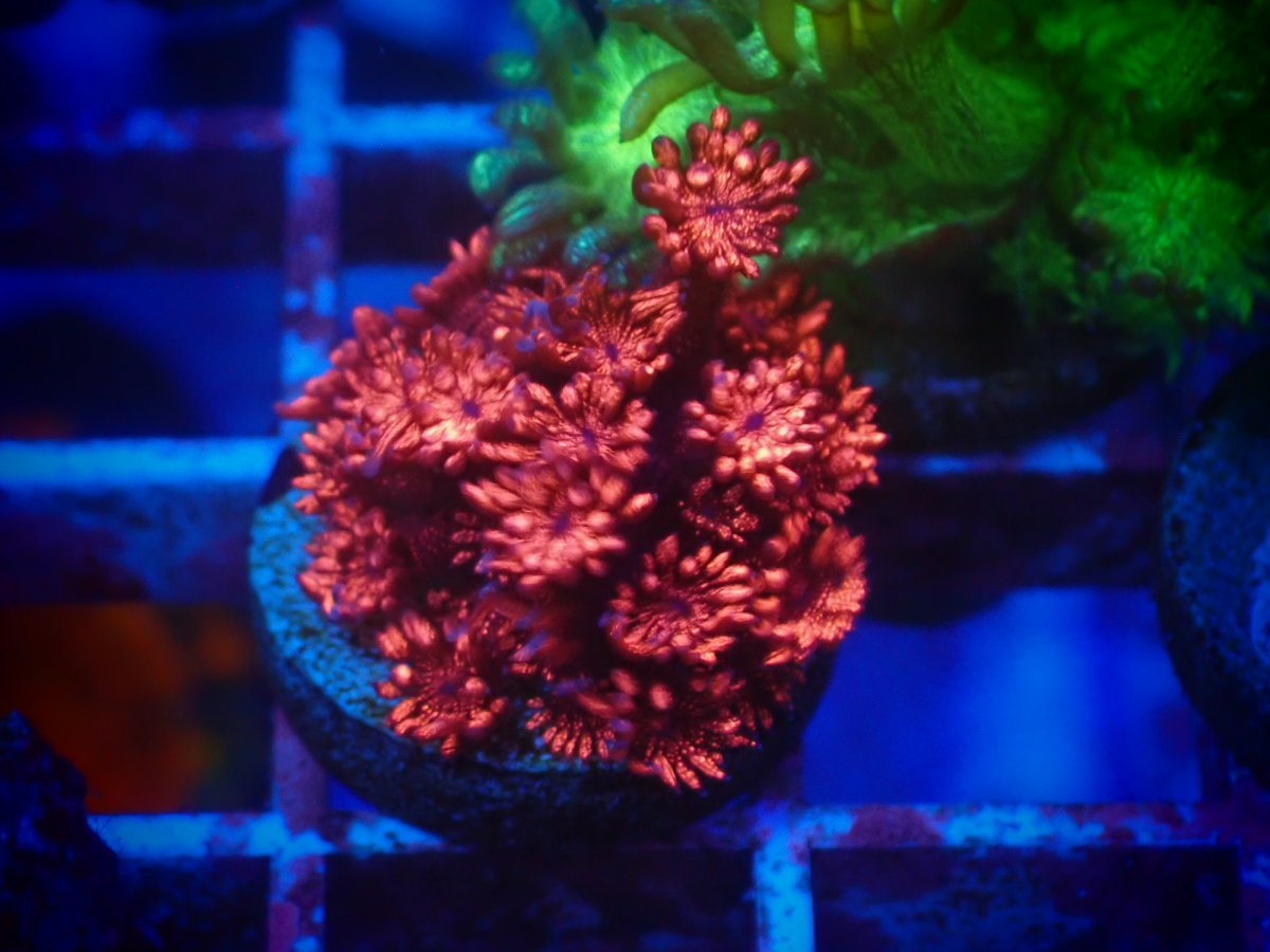 Georgia Glitter Goni package Red Blue Green REEF2REEF