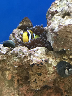 pcclarkii2.JPG