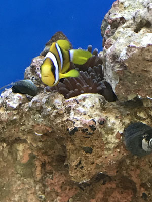 pcclarkii3.JPG