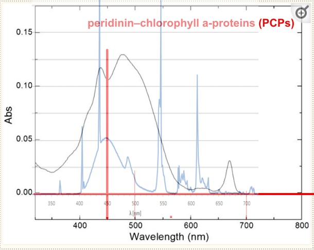 pcpcomplexb.JPG