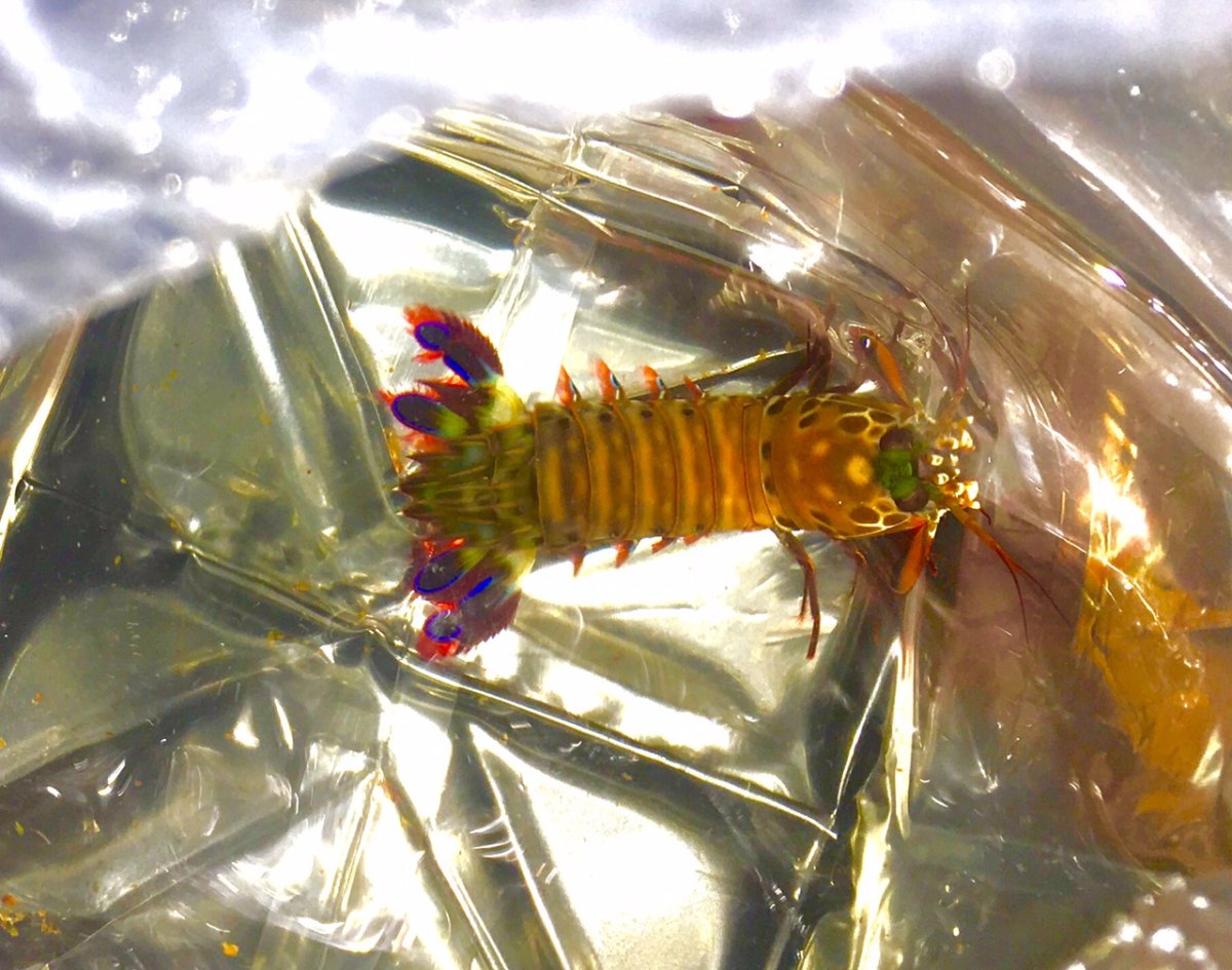 Where to buy a Mantis Shrimp online: | Reef2Reef