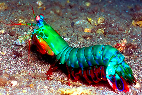 Peacock_Mantis_Shrimp.png