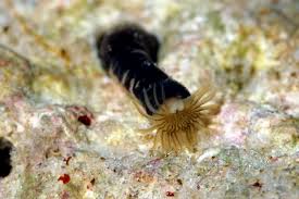 peanut worm.jpg