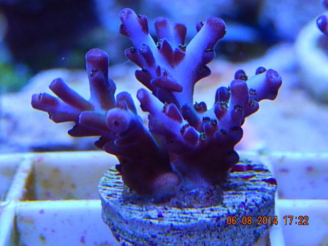 Pearlberry.jpg