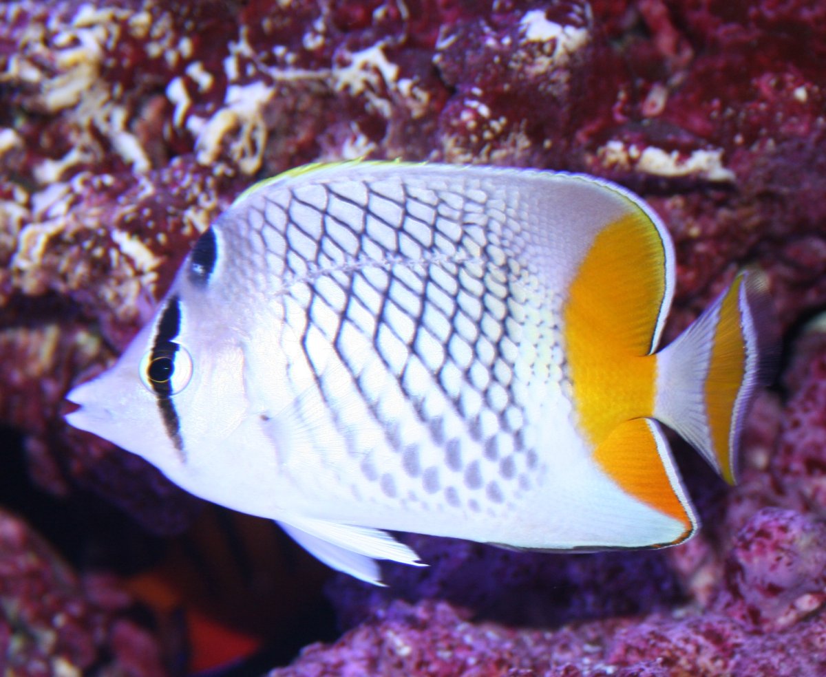 Pearlscale 2.JPG