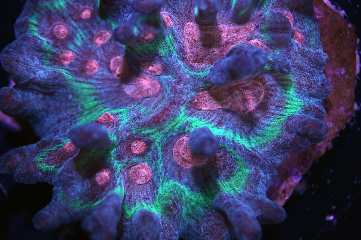 Pectinia.jpg