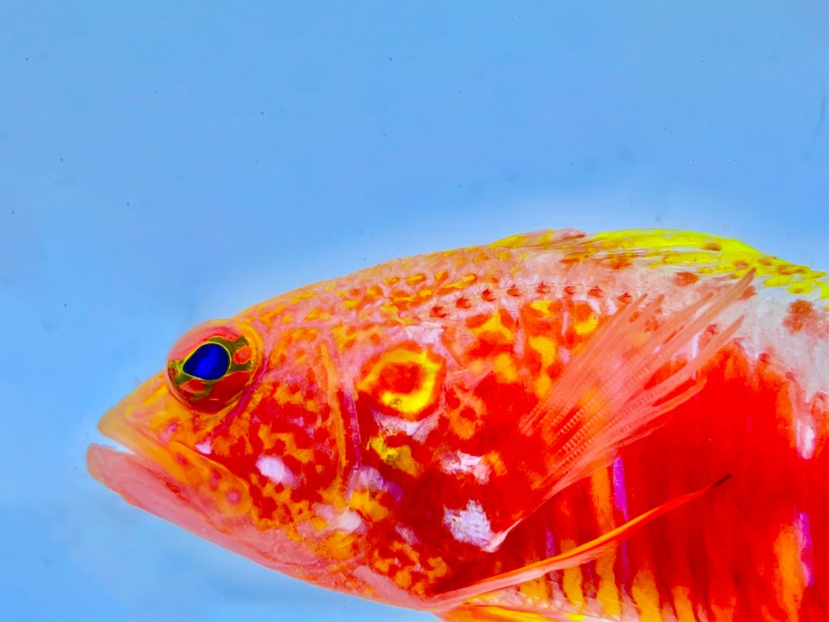 UPDATE! NEW ARRIVALS! CONSPICUOUS ANGEL, SMALL BLACK TANG, JEWEL ...
