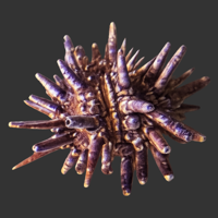 Pencil Urchin.png