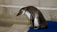 PenguinDive.gif