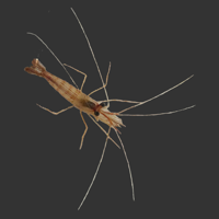 Pepeprmint Shrimp.png