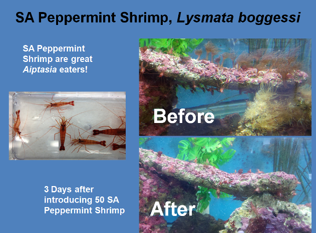 Peppermint Shrimp before and after.png