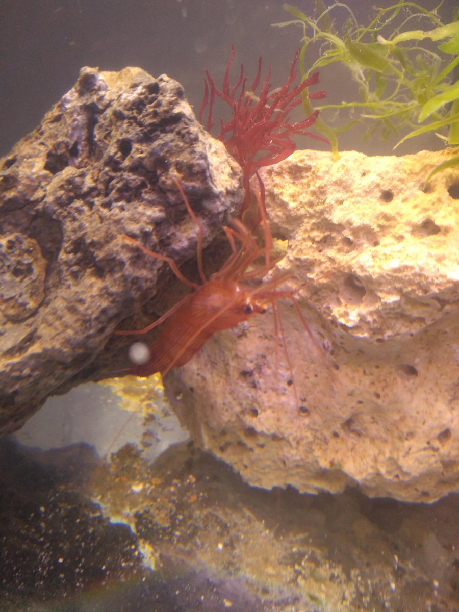 Peppermint Shrimp.jpg