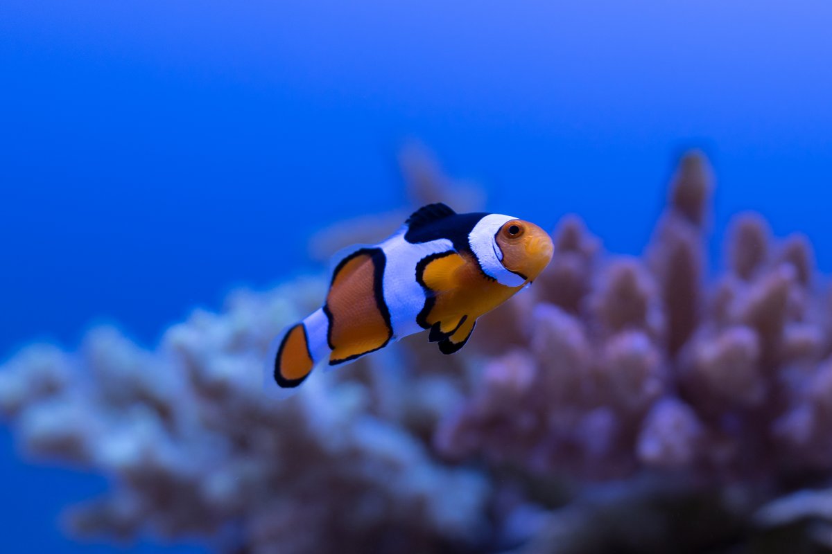 Percula Clownfish Reduced.jpg