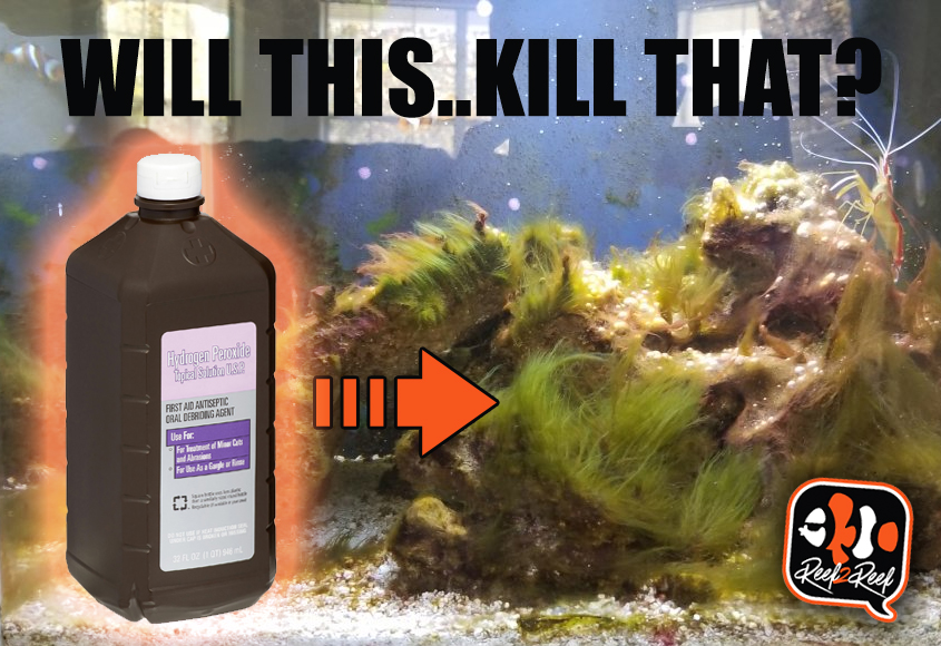 Peroxie Kill Hair Algae.jpg