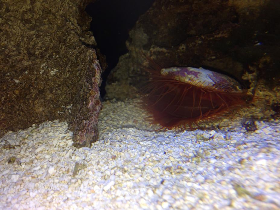 Electric Flame Scallop REEF2REEF Saltwater and Reef Aquarium Forum