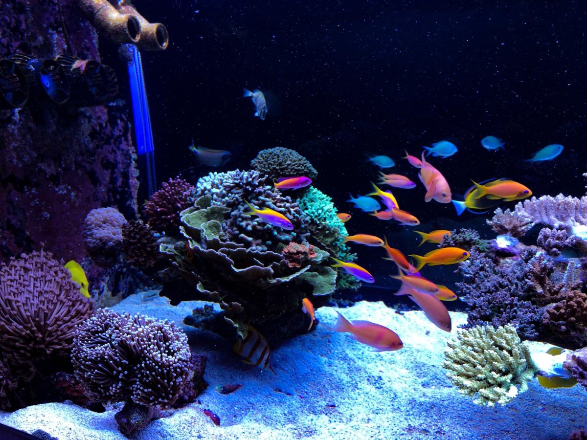 REEF OF THE MONTH - December 2021: Wesley's Reef - A Floating ...