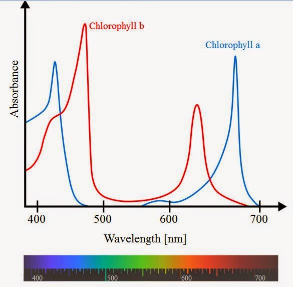 Photosynthetic action spectrum.JPG