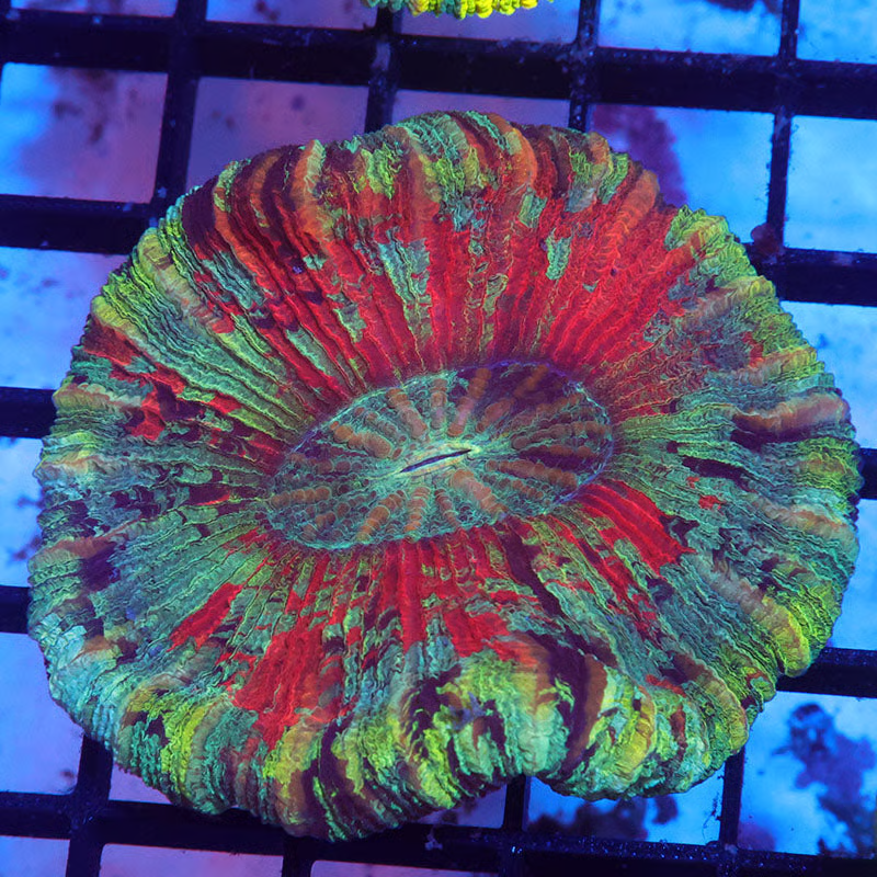 Picasso Rainbow Trachy (POTO).png