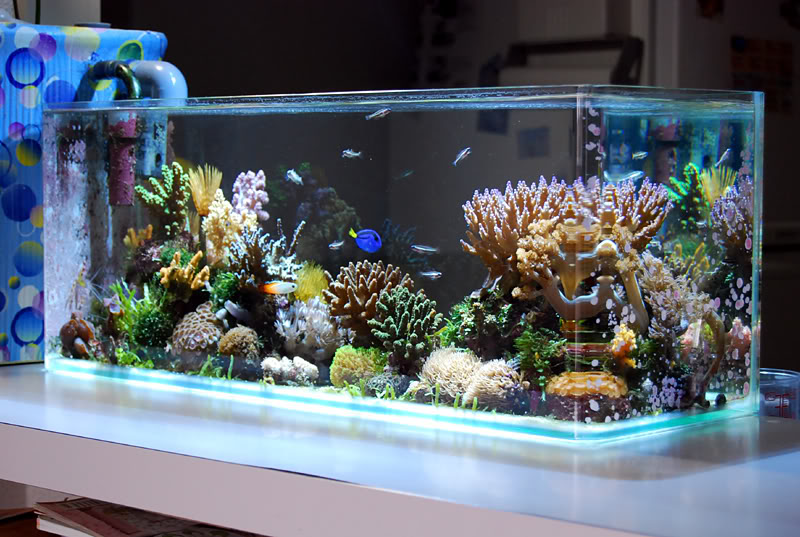 Smallest SPS Dominated Reef Tank  REEF2REEF Saltwater and 
