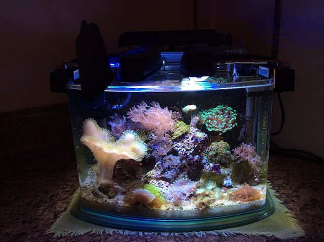 Pico tank shop fish freshwater