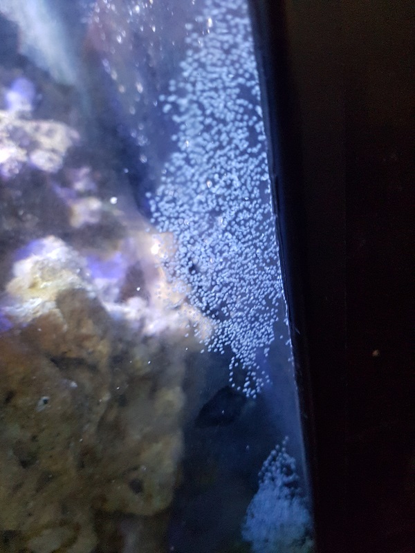 What Do Fish Eggs Look Like In An Aquarium - Picture 1 Jpg