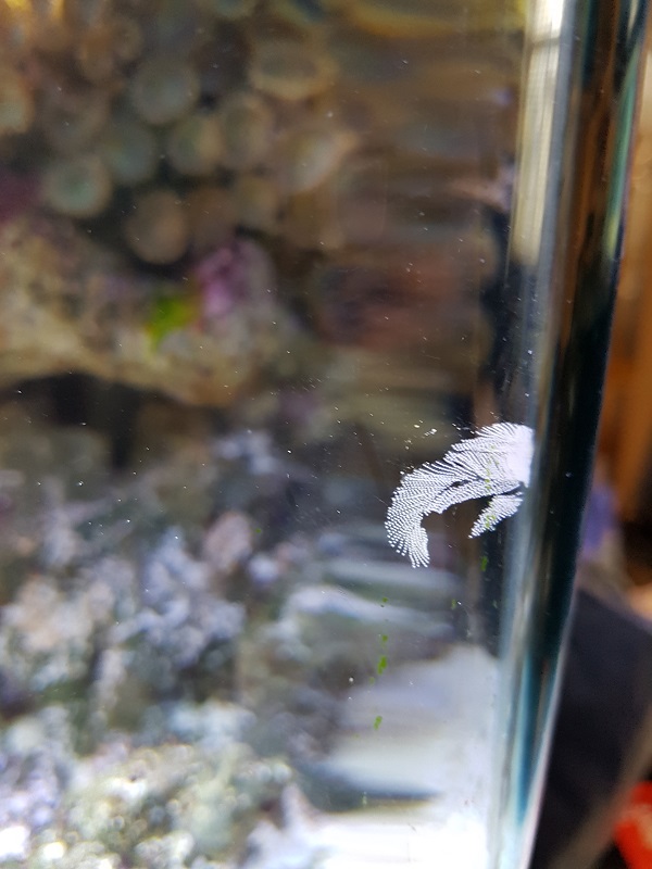 What is this on the side of my tank? Fish eggs?