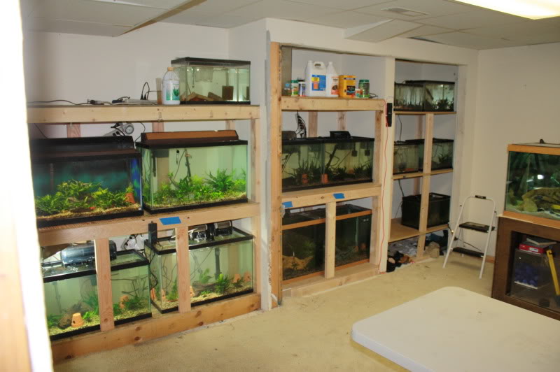 The joy of fish rooms: Who admits to Multiple Tank Syndrome?
