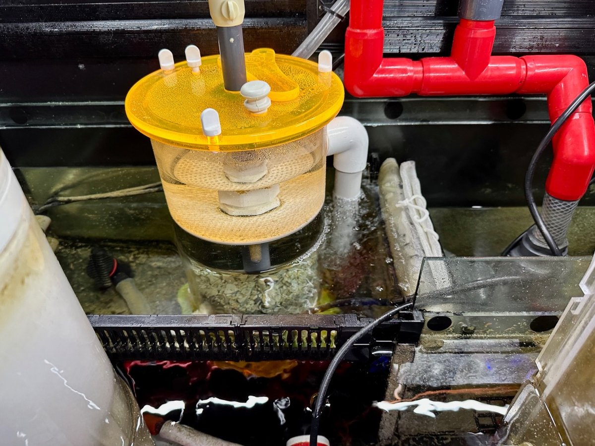 Build Thread - TigerReef's Red Sea Reefer 625XXL Reboot! | Page 2 ...