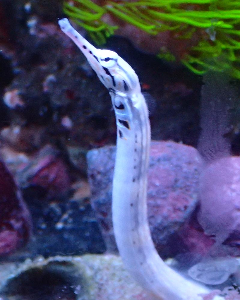 piefish-2.jpg