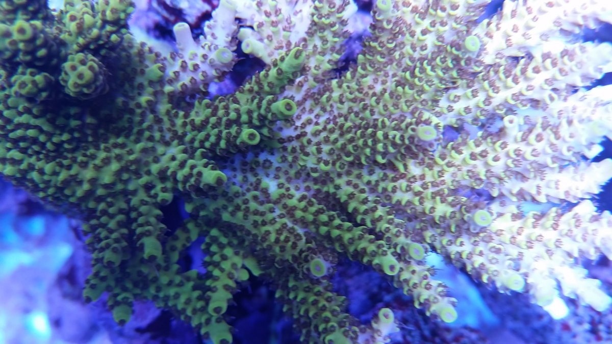 pikachu coral.jpg