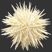 Pin Cushion Urchin.png